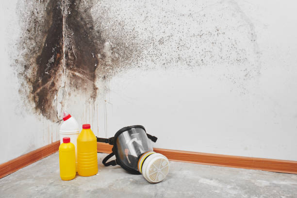 Best Kitchen Mold Remediation in Clyde Hill, WA