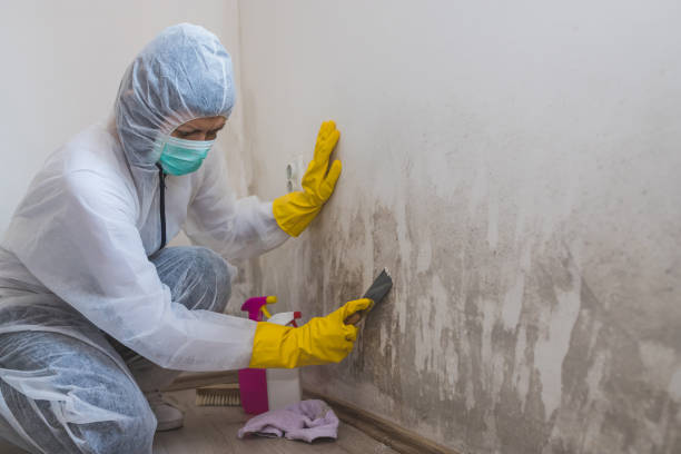 Professional Mold Remediation in Clyde Hill, WA