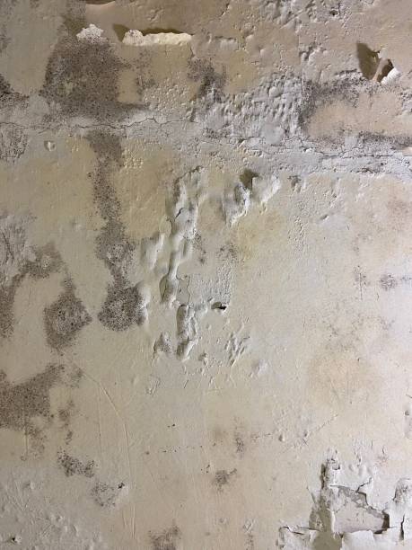 Best Post-Flood Mold Remediation in Clyde Hill, WA